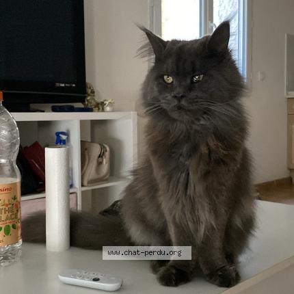 Photo 1/2 Mowgli Chat perdu à Vendargues