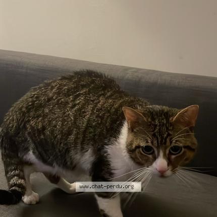 Photo 1/1 Chat retrouvé Trouvé à Evreux