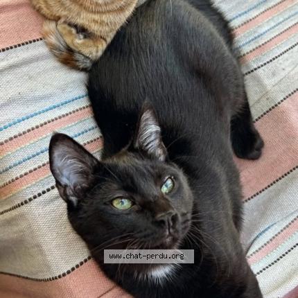 Photo de chat perdu à Sainte Foy D Aigrefeuille