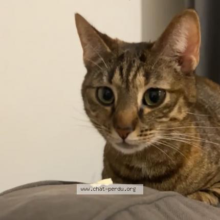 Photo de chat perdu à Rouen