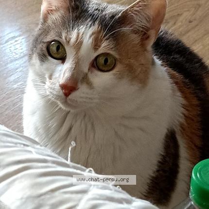 Photo 1/1 Chat retrouvé Perdu à Tarbes