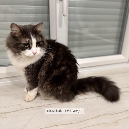 Photo de chat perdu à Beuzeville