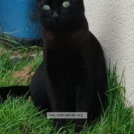 Photo de chat perdu à Le Plessis Belleville