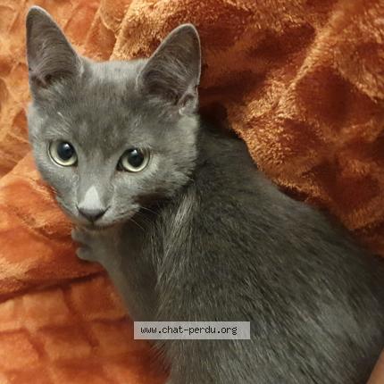 Photo 1/1 Chat retrouvé Perdu à Asnieres