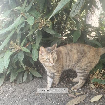 Photo de chat perdu à Rueil Malmaison