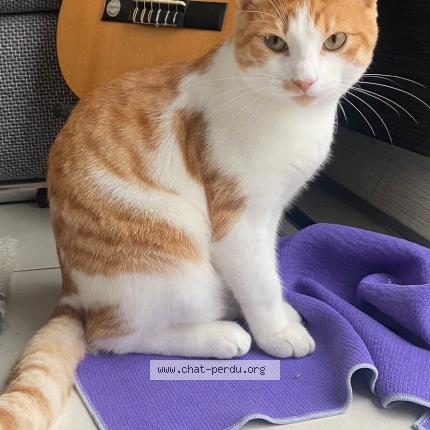 Photo de chat perdu à Strasbourg