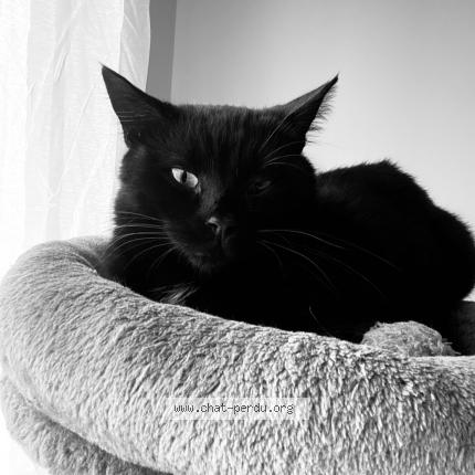 Photo 1/1 bobby Chat perdu à Leforest