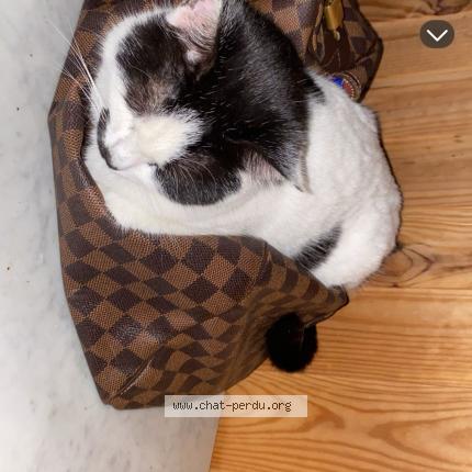 Photo de chat perdu à Faverolles