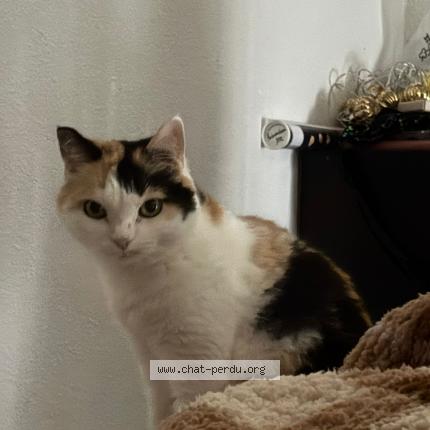 Photo 1/1 Chat retrouvé Perdu à Montpellier
