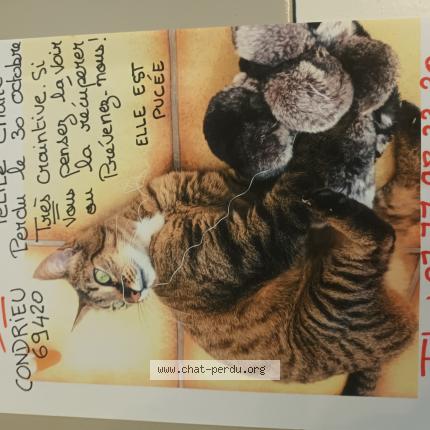 Photo 1/1 LOLA Chat perdu à Condrieu