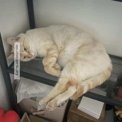 Photo 1/2 Chat retrouvé Perdu à La Courneuve
