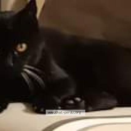 Photo de chat perdu à Caluire
