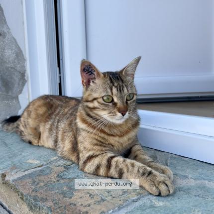 Photo de chat perdu à Saint Gilles Croix De Vie