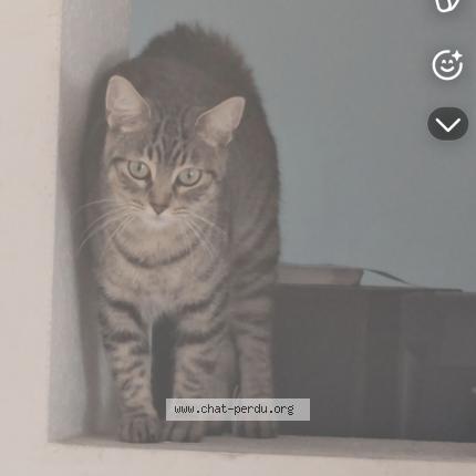 Photo de chat perdu à Laroque Des Alber