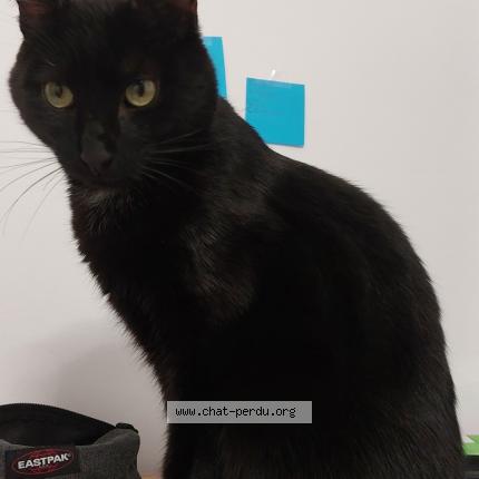 Photo de chat perdu à Illzach