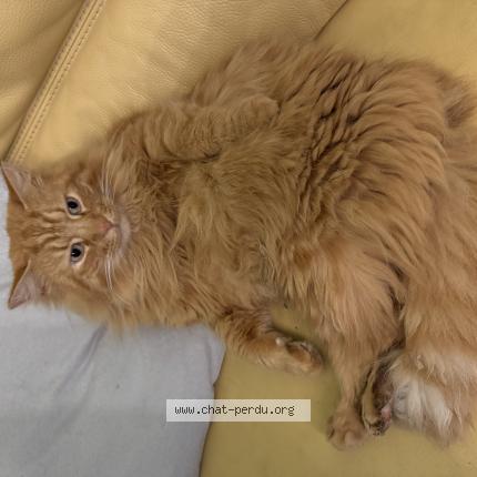 Photo 1/1 Tigrou Chat perdu à Caulaincourt