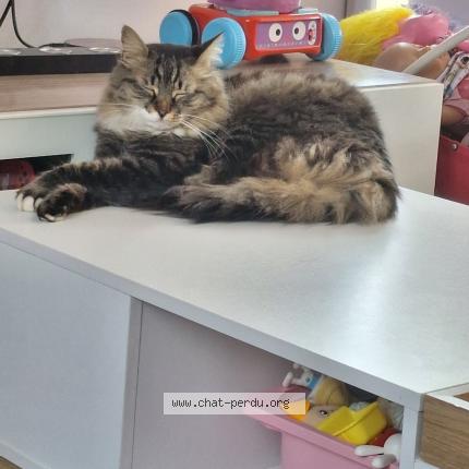 Photo de chat perdu à Heyrieux