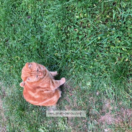 Photo 1/1 Chat retrouvé Perdu à France 94500 Champigny Sur Mar