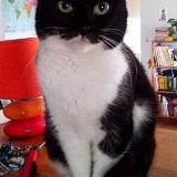 Photo de chat perdu à Dissay