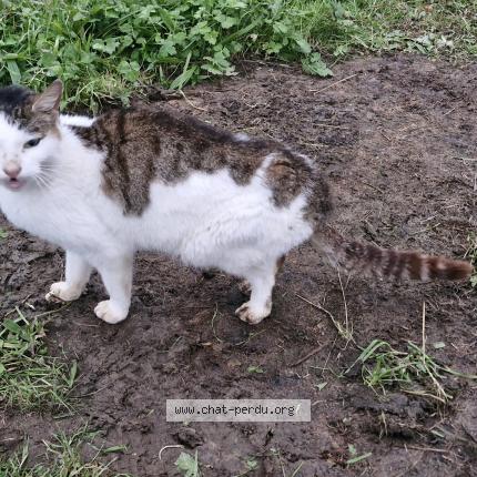 Photo de chat trouvé à Meys