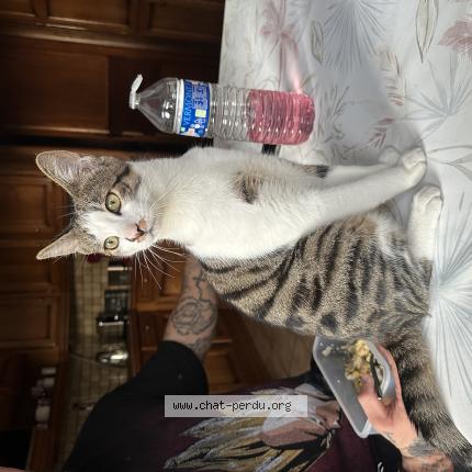 Photo 1/1 Chat retrouvé Perdu à Le Treige Seynod