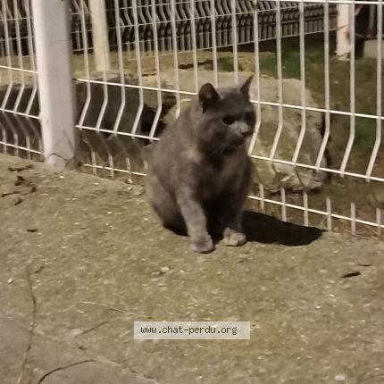 Photo de chat trouvé à Balma