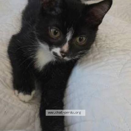 Photo de chat perdu à Boussens