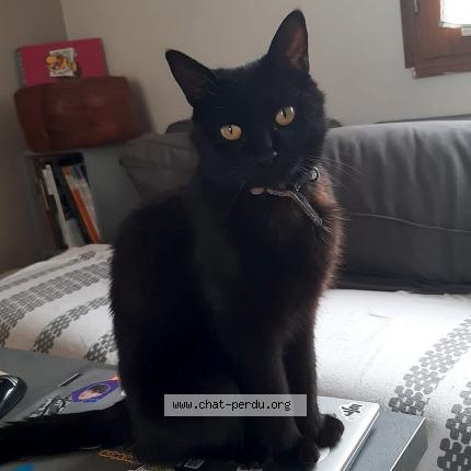 Photo de chat perdu à Mericourt L Abbe