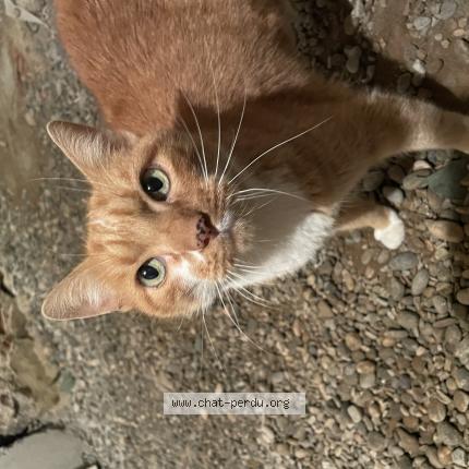 Photo de chat trouvé à Romans Sur Isere