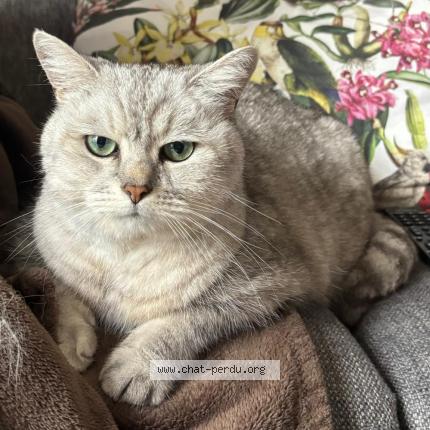 Photo de chat perdu à Ermont