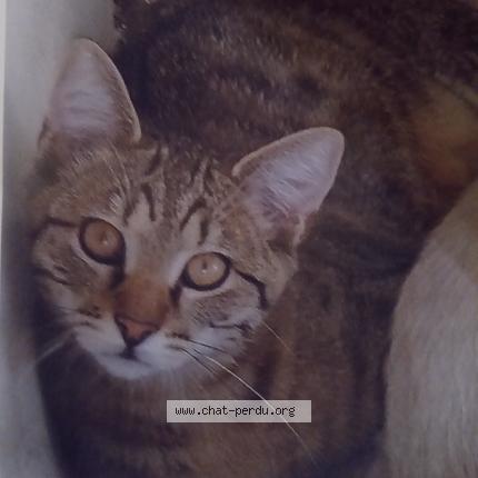 Photo de chat perdu à Saint Laurent D Arce