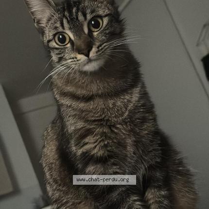 Photo de chat perdu à Villeparisis