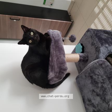 Photo de chat perdu à Montpellier