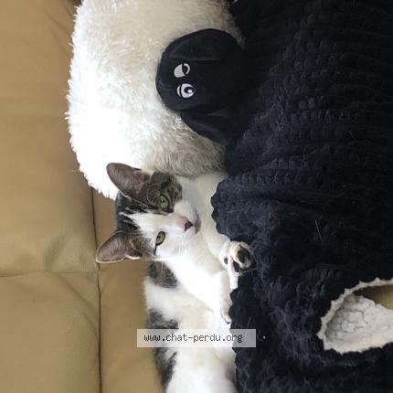 Photo 1/1 Sachat Chat perdu à Chailloue