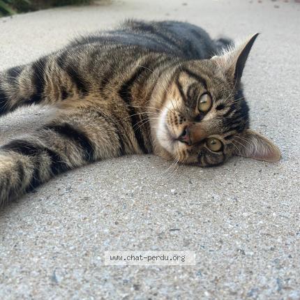 Photo de chat perdu à Lucon