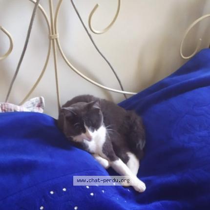 Photo de chat perdu à Bompas