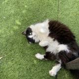 Photo de chat perdu à Marly Le Roi