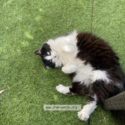 Photo 1/1 Chat retrouvé Perdu à Marly le roi