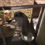 Photo de chat trouvé à Oize