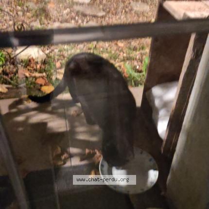 Photo 1/1 Chat retrouvé Trouvé à Oize