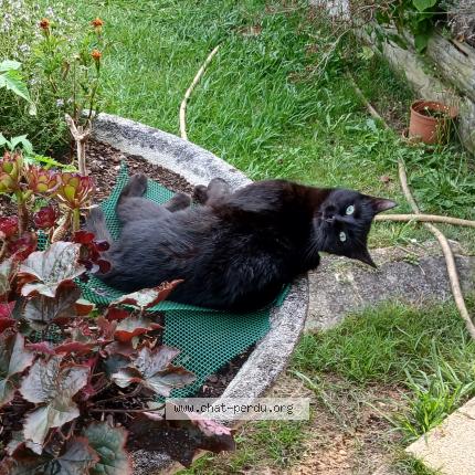 Photo de chat perdu à Azur