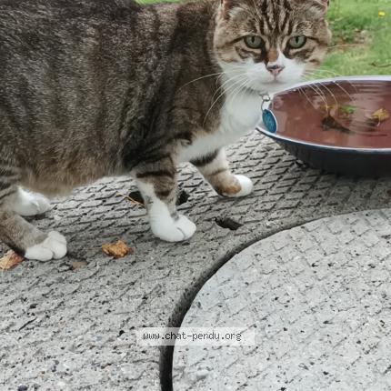Photo de chat perdu à Retournac