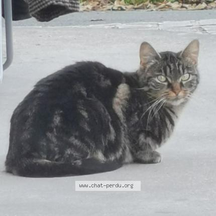 Photo 1/1 Chat retrouvé Trouvé à Montussan