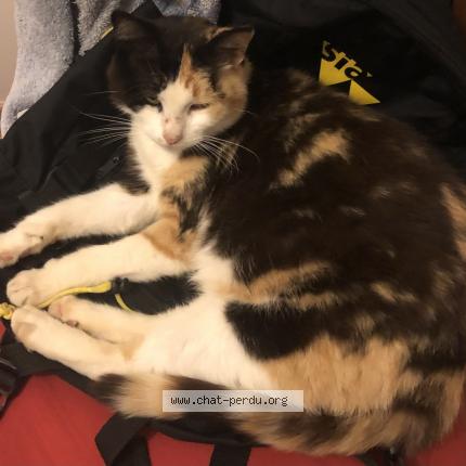 Photo 1/1 Lucette Chat perdu à Malestroit