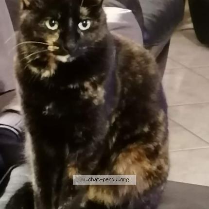 Photo 1/1 Chat retrouvé Perdu à Gournay Sur Marne