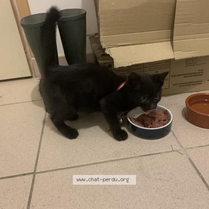 Photo 1/1 Chat retrouvé Trouvé à Sergy