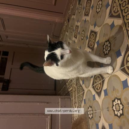 Photo de chat trouvé à Saint Mande