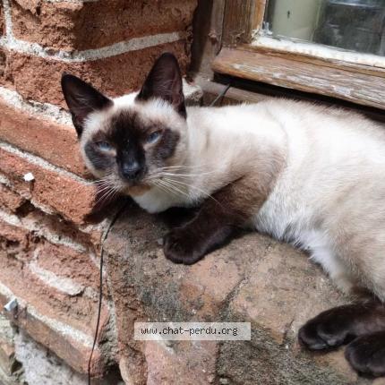 Photo de chat perdu à Cholet