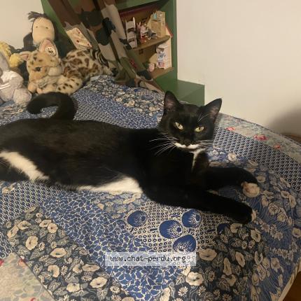 Photo de chat perdu à Paris
