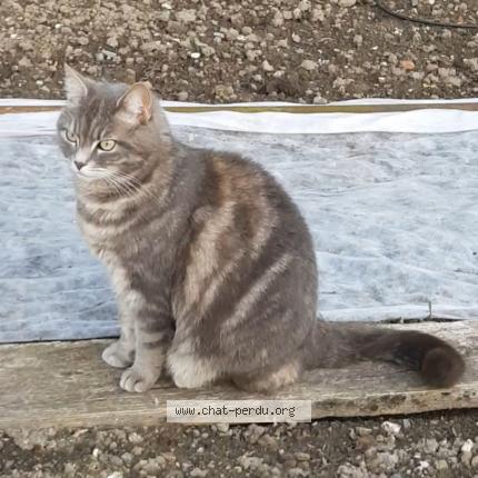 Photo de chat perdu à Amiens
